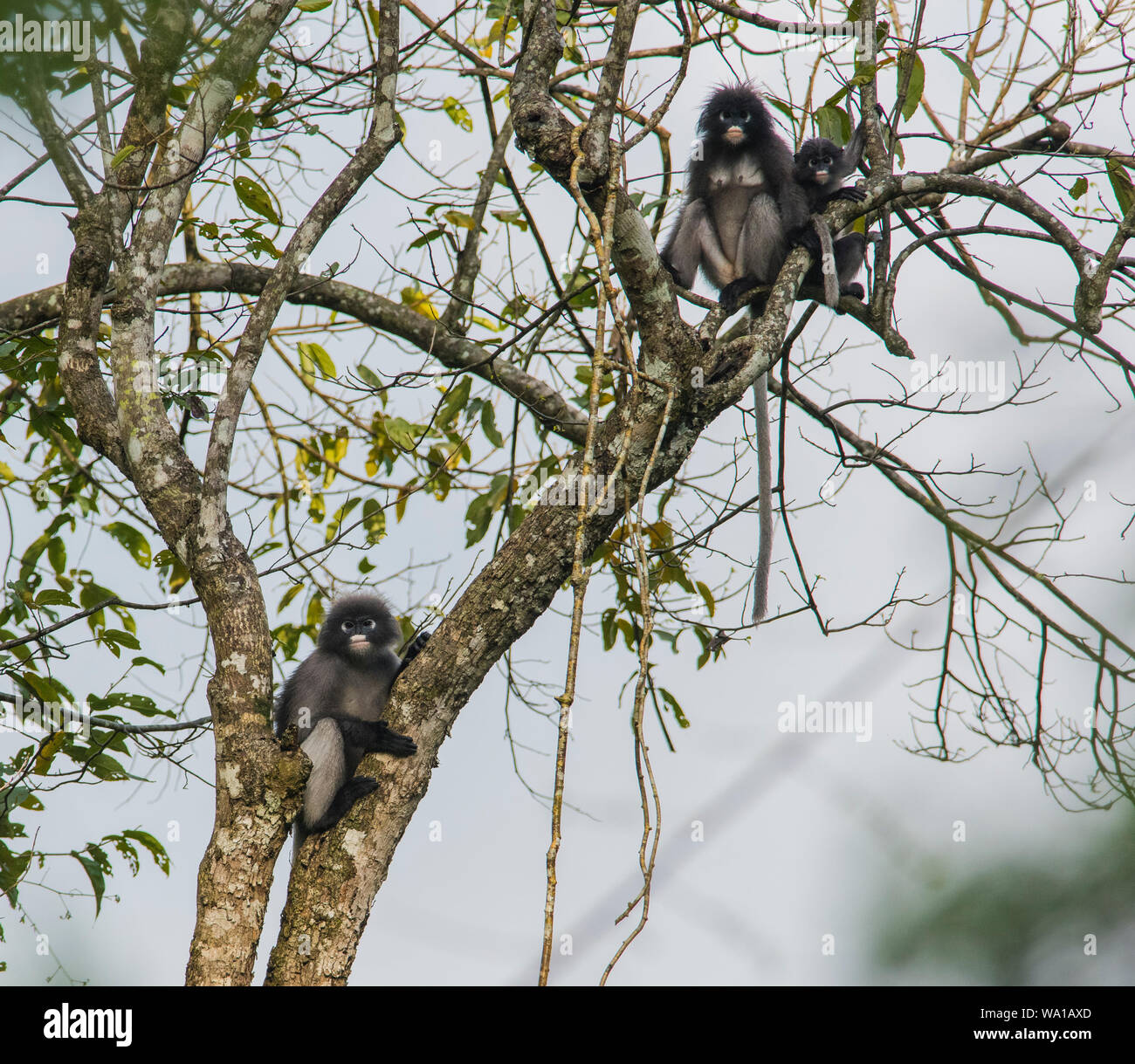 2 adults and 1 baby Dusky Leaf Monkeys or Spectacled Langurs, Trachypithecus obscurus, sat in a rainforest tree in Kaeng Krachan Stock Photo