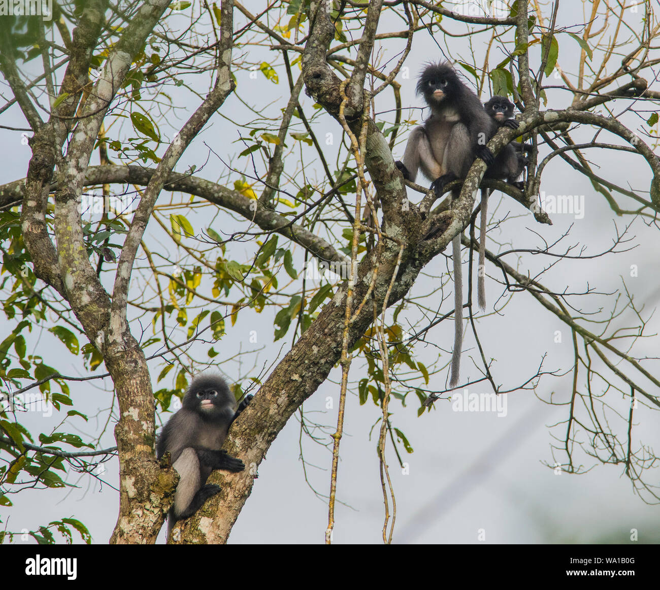 2 adults and 1 baby Dusky Leaf Monkeys or Spectacled Langurs, Trachypithecus obscurus, sat in a rainforest tree in Kaeng Krachan Stock Photo