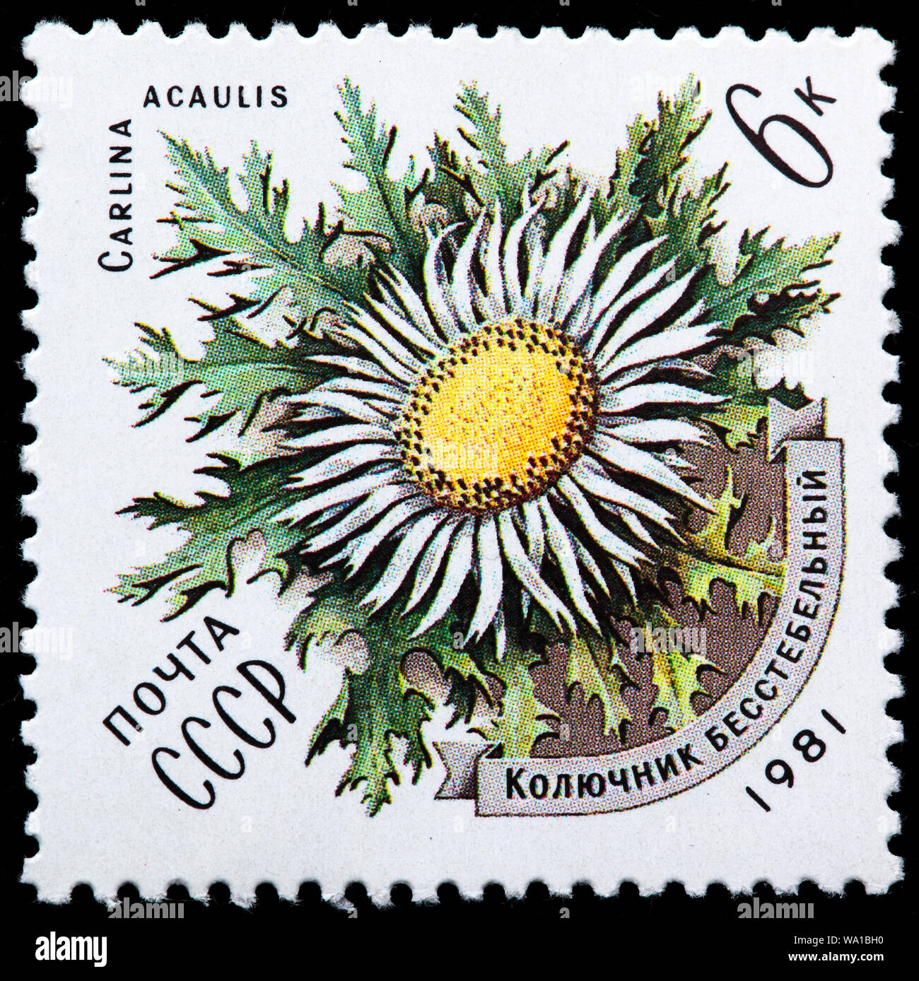 Carlina acaulis, stemless carline thistle, dwarf carline thistle, silver thistle, Flowers of the Carpathians, postage stamp, Russia, USSR, 1981 Stock Photo