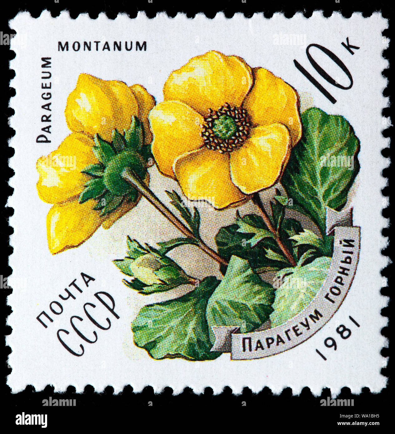 Geum montanum, Alpine avens, Flowers of the Carpathians, postage stamp, Russia, USSR, 1981 Stock Photo