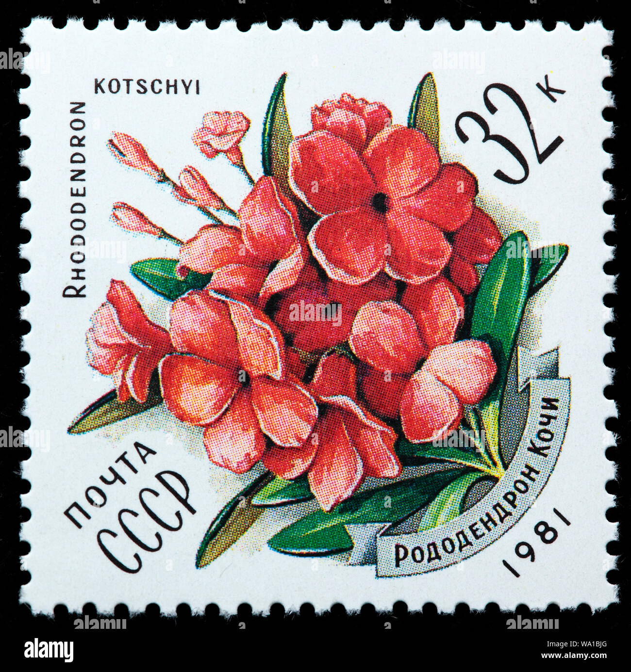 Rhododendron myrtifolium, Rhododendron kotschyi, Flowers of the Carpathians, postage stamp, Russia, USSR, 1981 Stock Photo