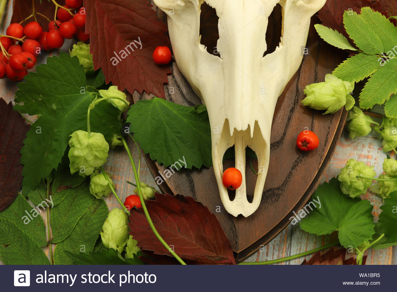 European Roe Deer Skull Decorated With Flowers And Leaves Stock