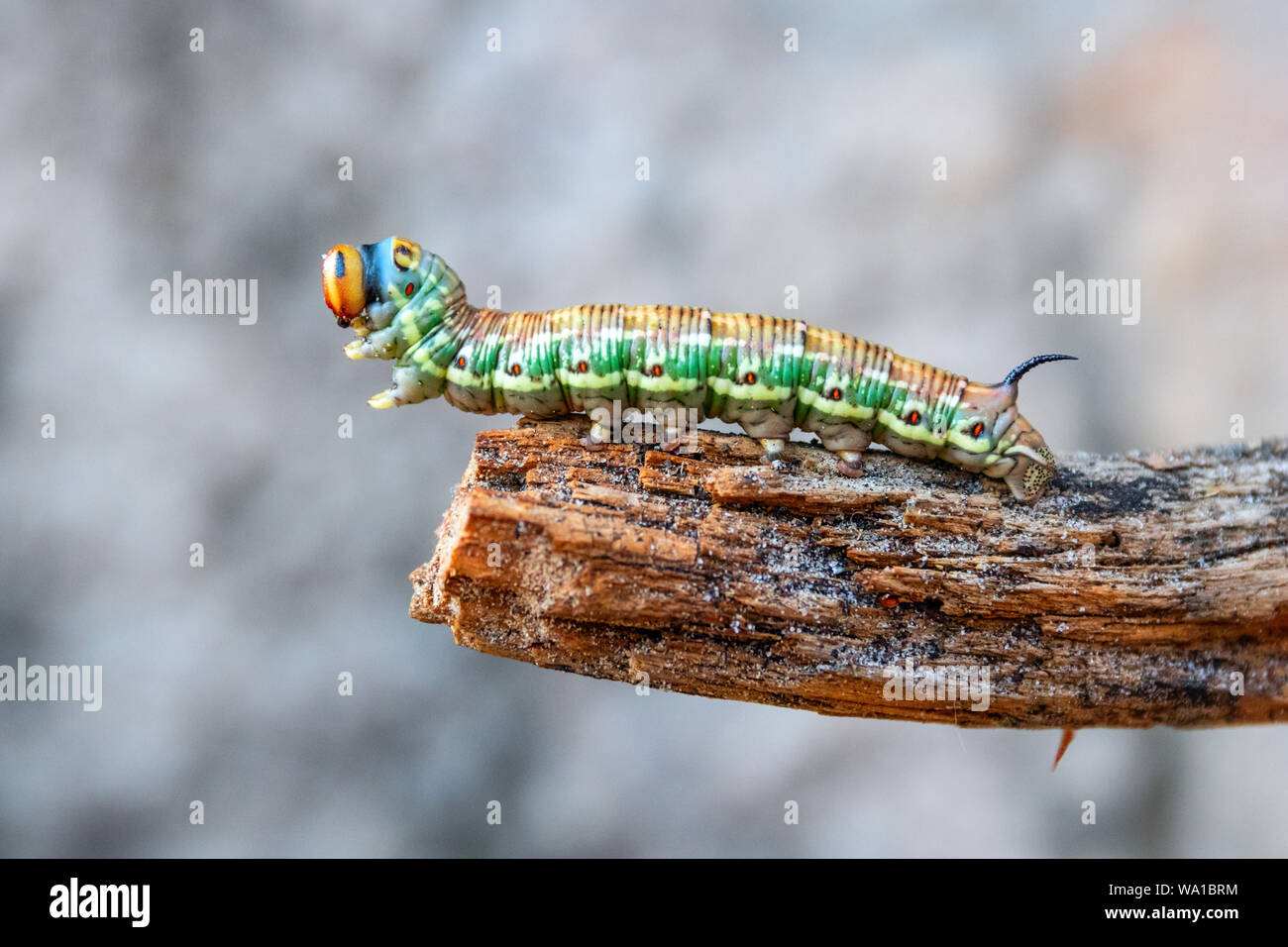 Close-up of a green, brow, yellow pine hawk-moth caterpillar (Sphinx pinastri) with its orange head on a piece of wood. Stock Photo