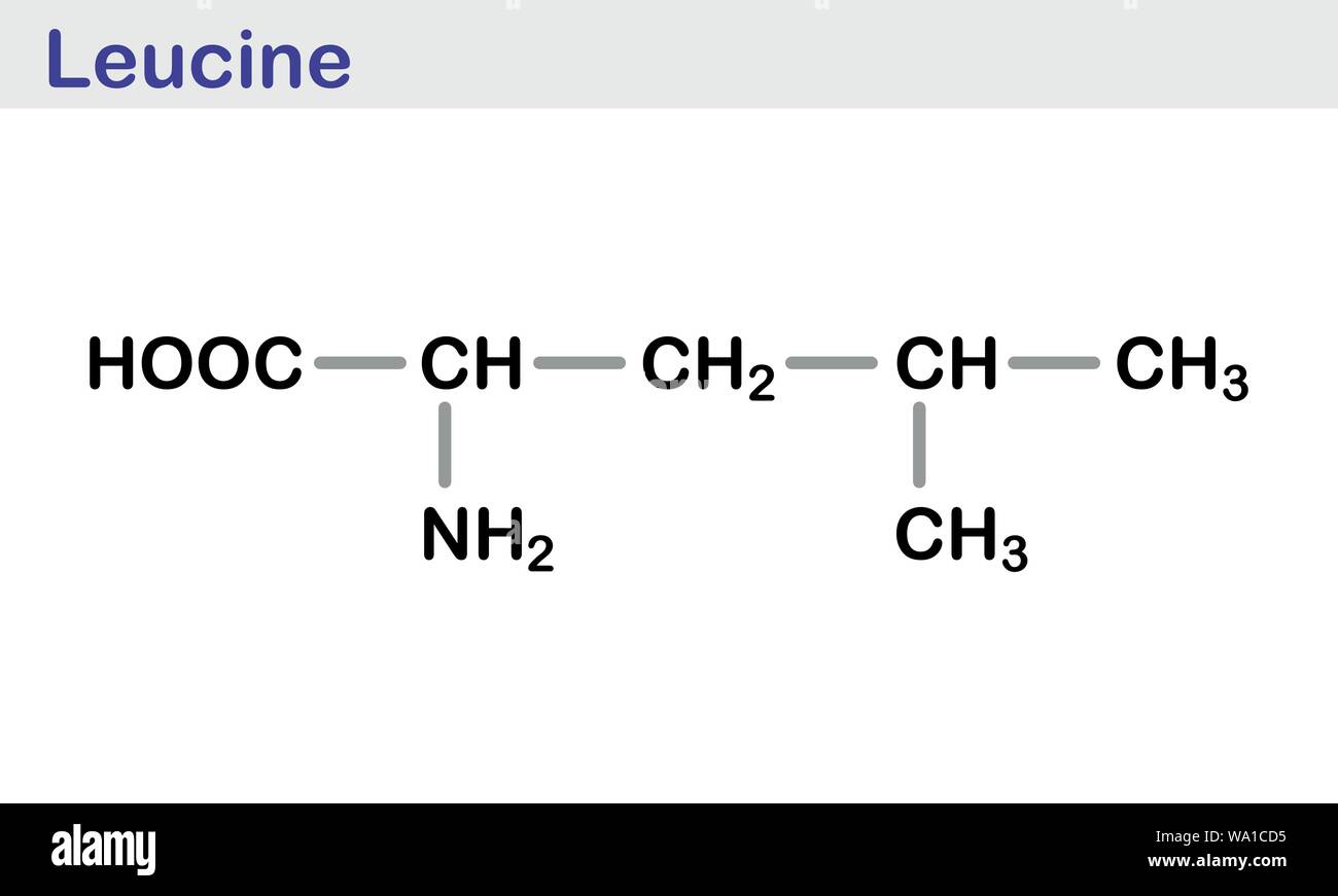 The Leucine amino acid molecule. Skeletal formula. Stock Vector