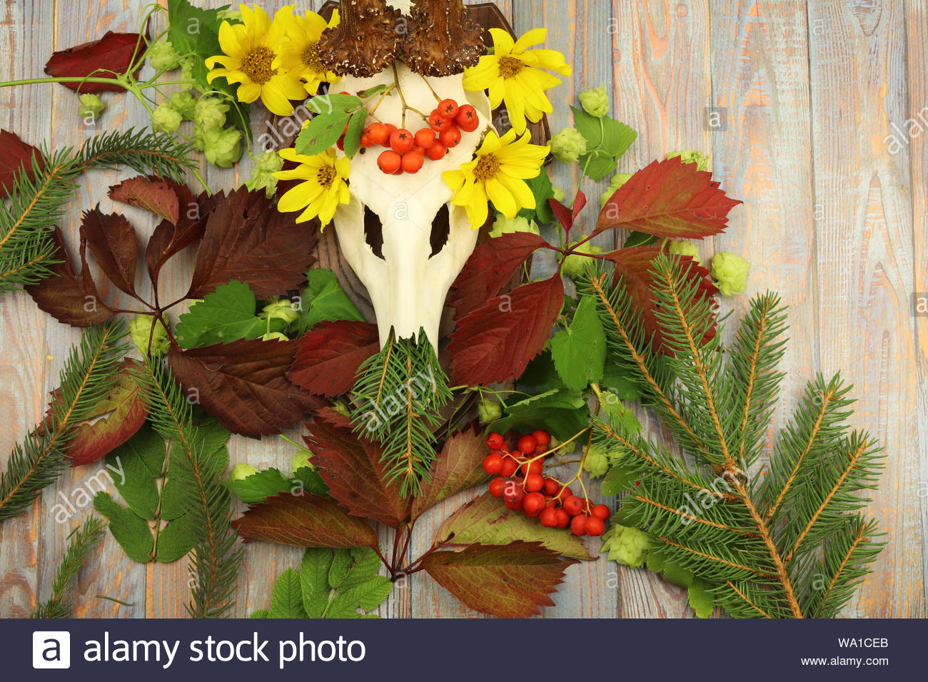 European Roe Deer Skull Decorated With Flowers And Leaves Stock