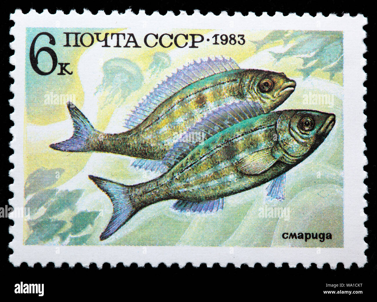 Picarel, Spicara, fish, postage stamp, Russia, USSR, 1983 Stock Photo