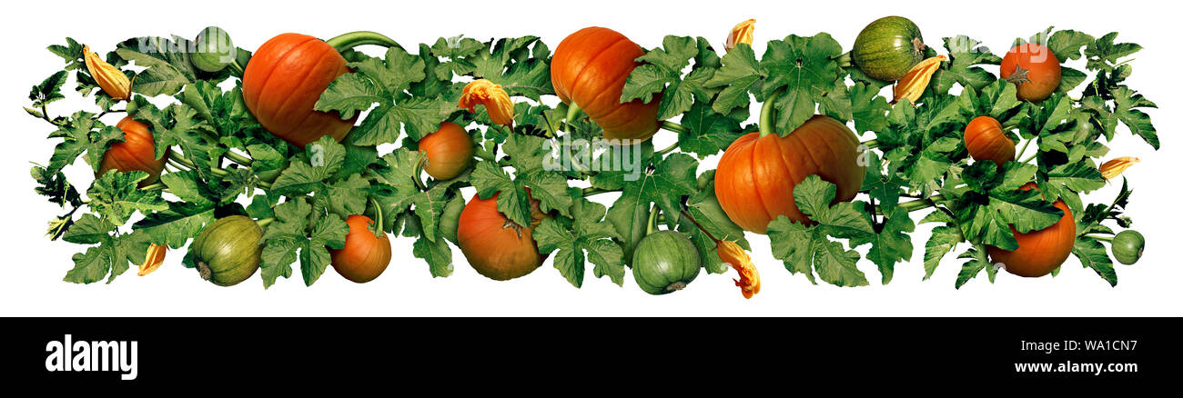 Pumpkin leaves border design as an autumn horizontal decorative element isolated on a white background with a growing vine full of pumpkins. Stock Photo