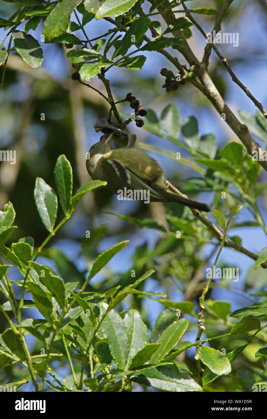 adult hanging upside down feeding in tree (Jamaican name 'Sewi-sewi')  Marshall's Pen, Jamaica          November 2008 Stock Photo