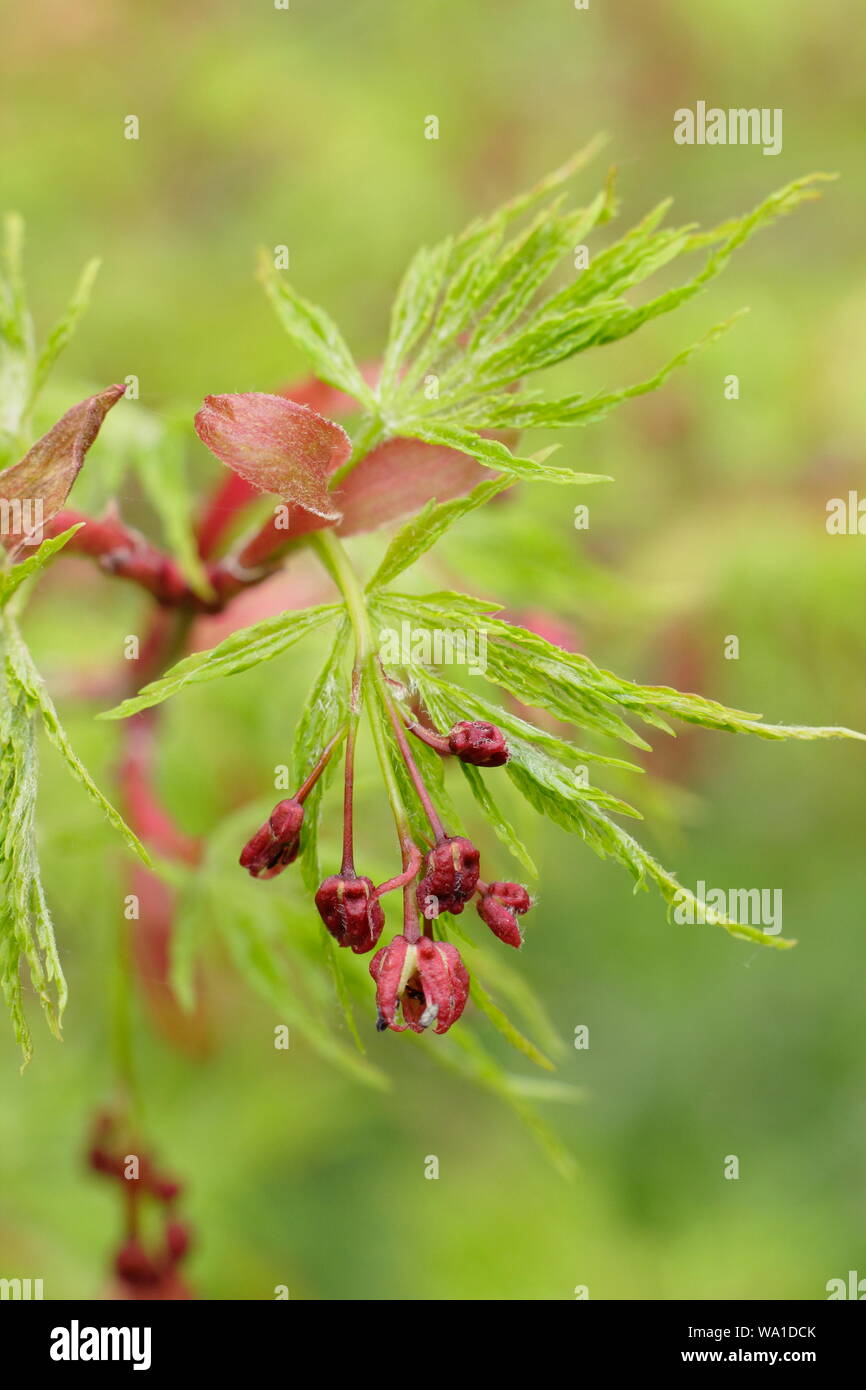 Acer palmatum 'Seiryu'  dis[laying characteristic fruits and early foliage in mid spring. UK. AGM Stock Photo