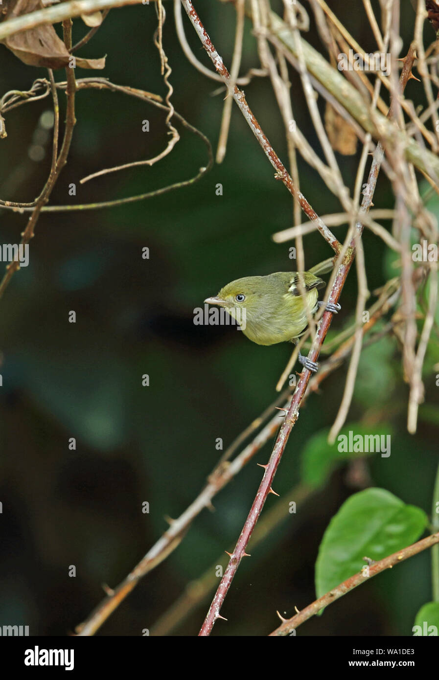 Jamaican Vireo (Vireo modestus) adult perched on stem  Marshall's Pen, Jamaica       December Stock Photo