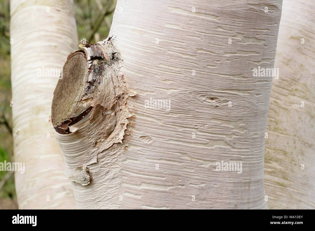 Betula ermanii 'Grayswood Hill' displaying characteristic ornamental bark. UK Stock Photo