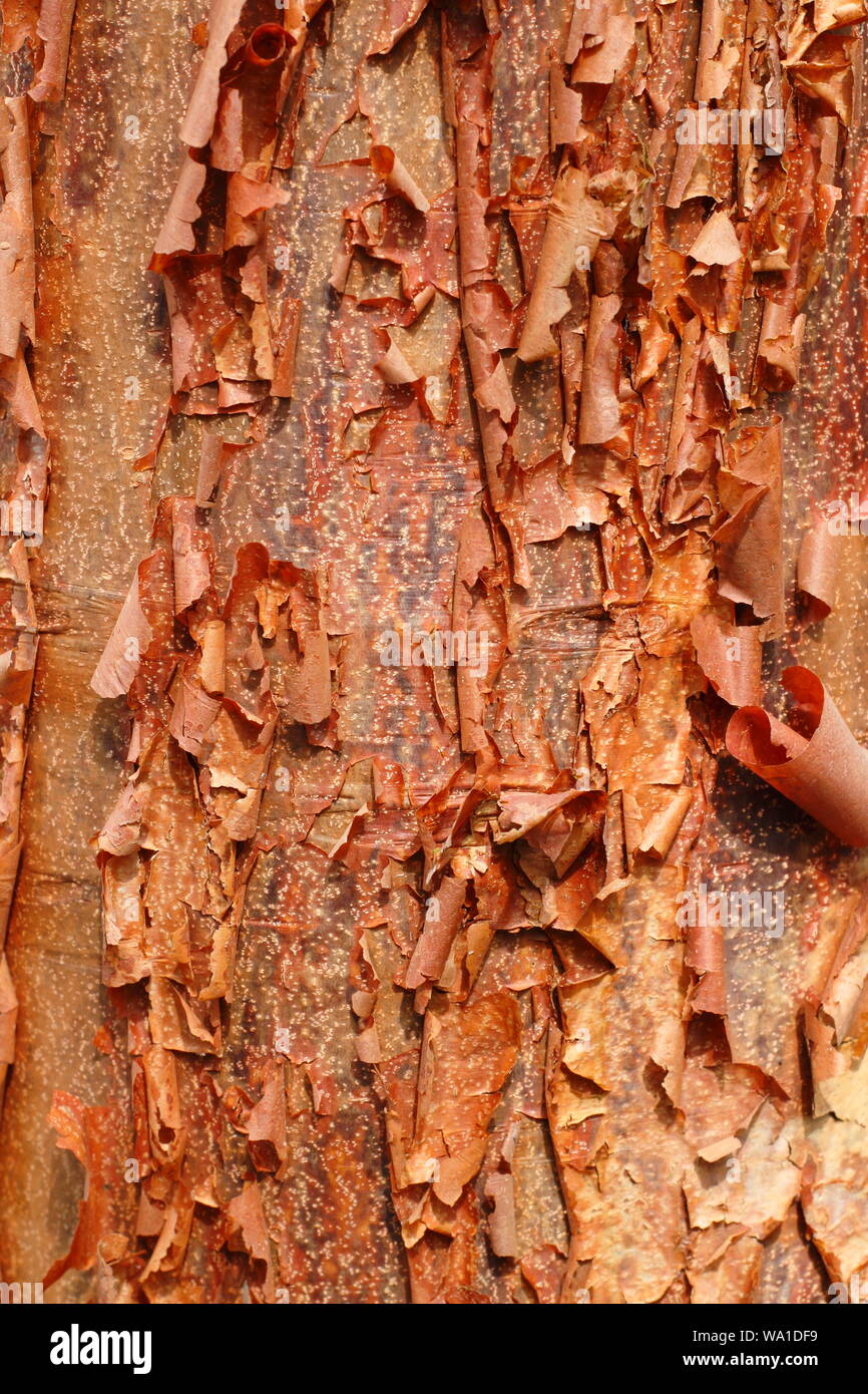Accer griseum. Paperbark maple displaying characteristic ornamental bark Stock Photo