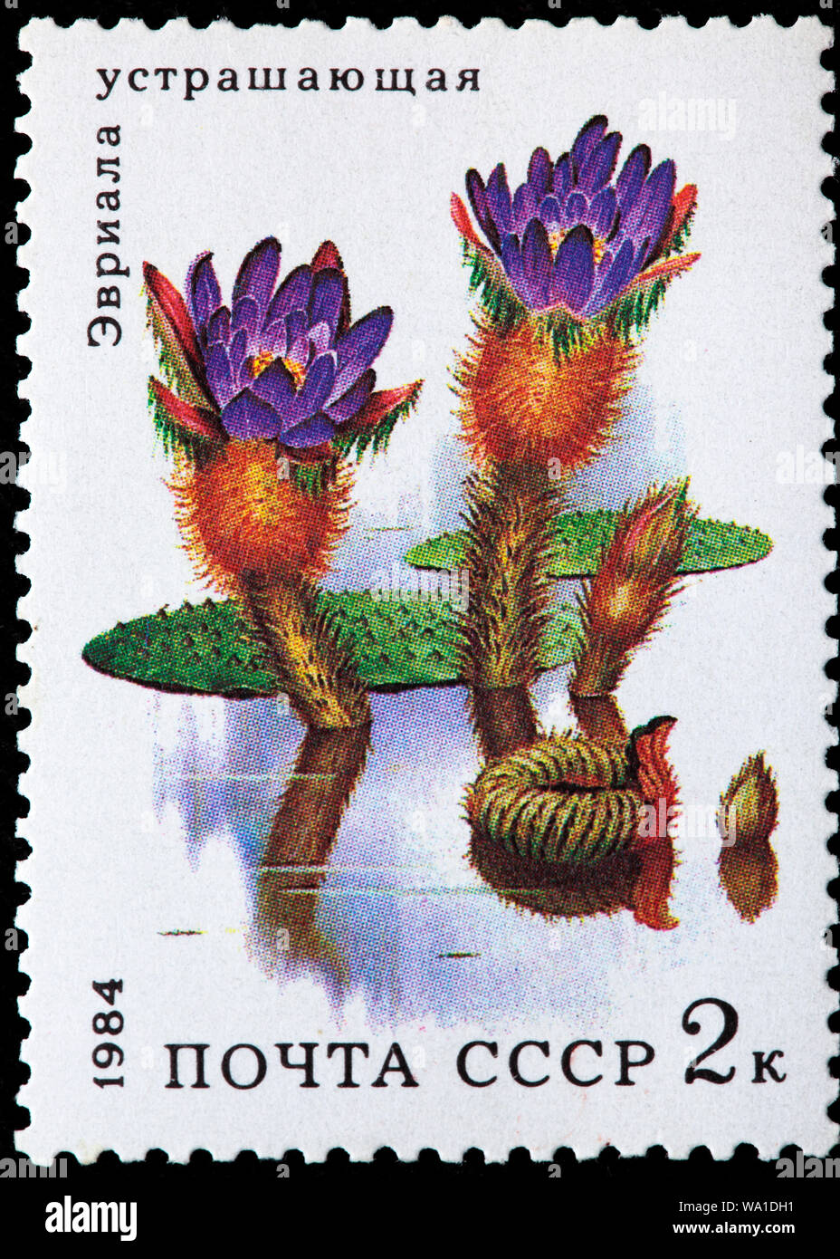 Euryale ferox, prickly waterlily, Aquatic flower, postage stamp, Russia, USSR, 1984 Stock Photo