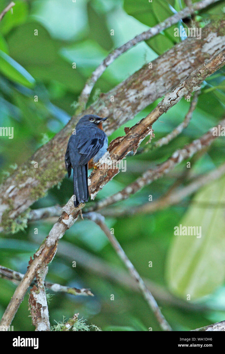 Rufous-throated Solitaire (Myadestes genibarbis solitarius) adult perched on branch, Jamaican endemic sub-species  Blue Mountains, Jamaica Stock Photo