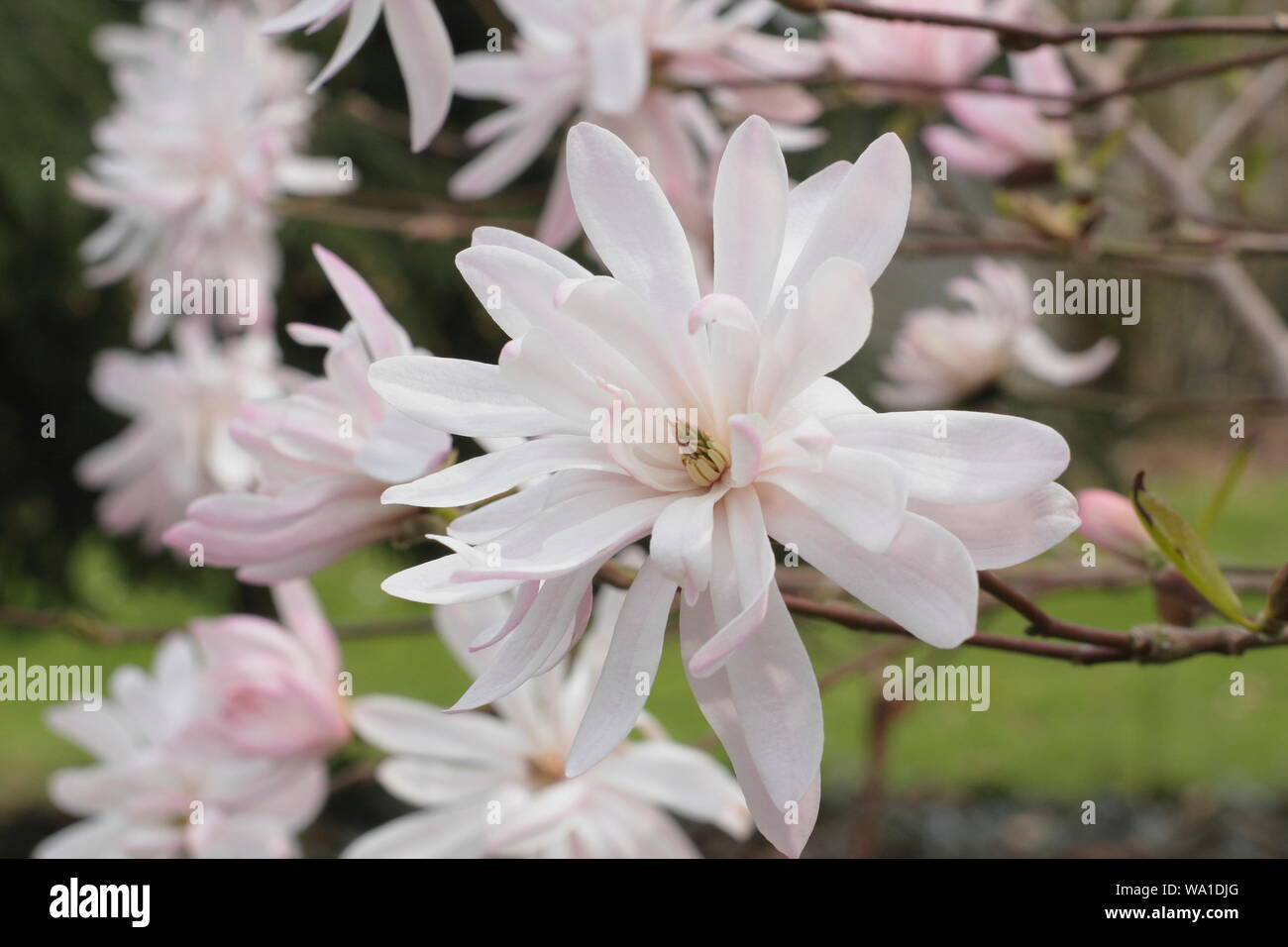 Magnolia stellata 'Jane Platt' displaying characteristic double