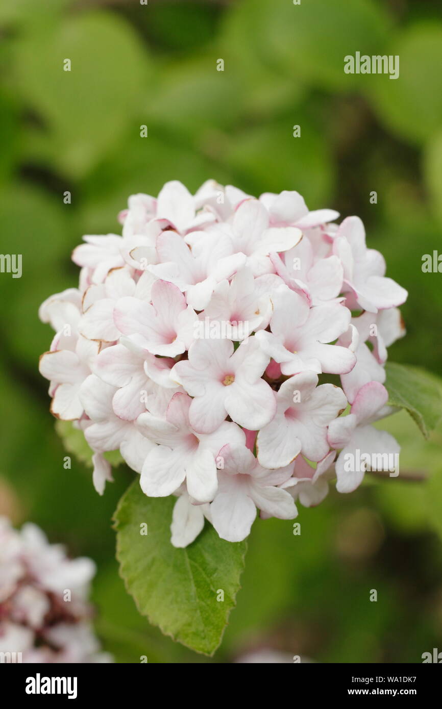 Viburnum x juddii. Fragrant blossoms of Judd Viburnum in mid spring. UK