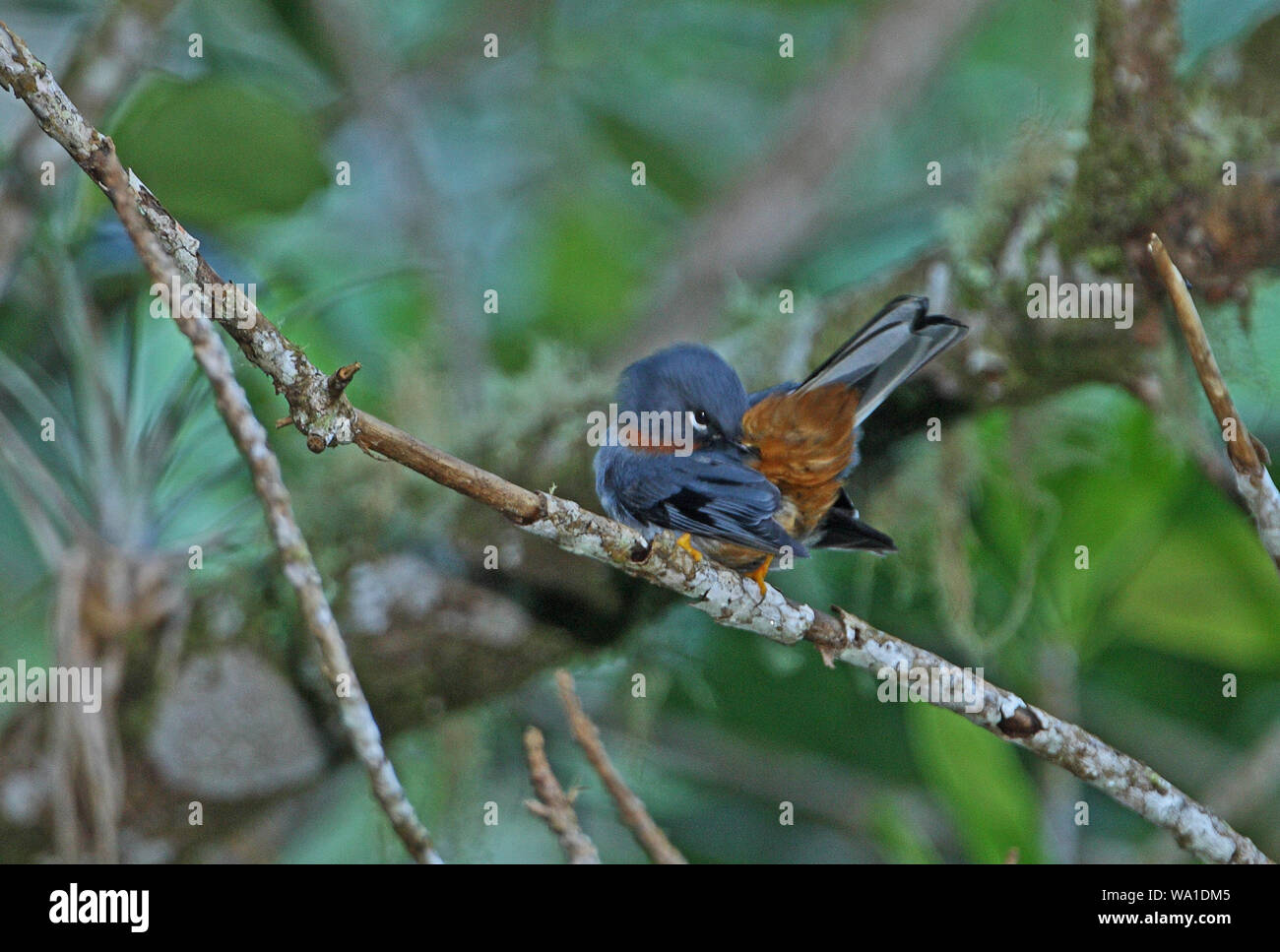 Rufous-throated Solitaire (Myadestes genibarbis solitarius) adult perched on branch preening, Jamaican endemic sub-species  Blue Mountains, Jamaica Stock Photo
