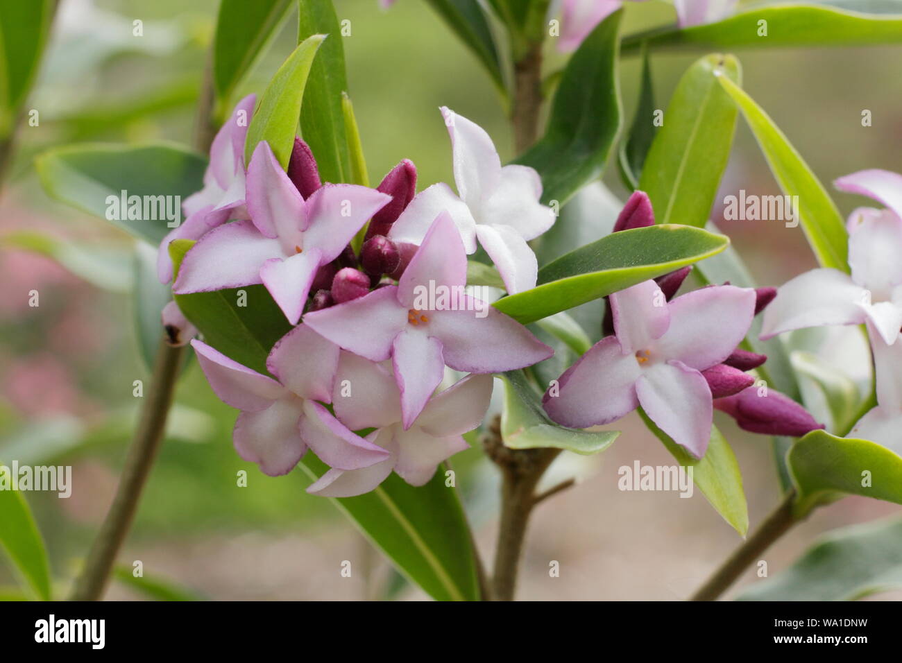 Daphne bholua 'Spring Beauty'. Fragrant blossoms of Nepalese paper plant flowering in April. UK Stock Photo