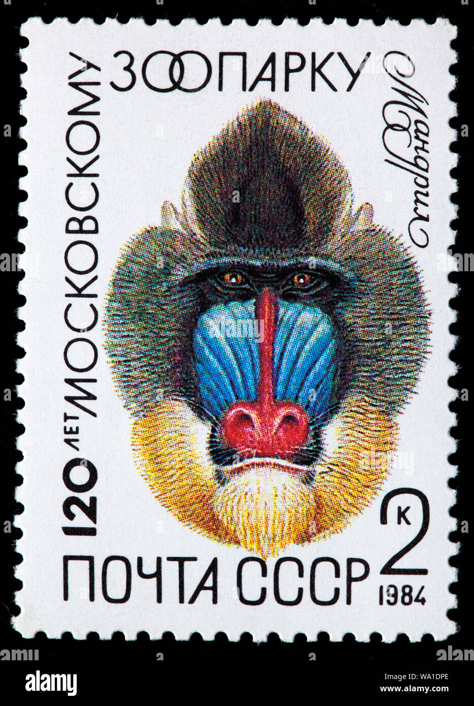 Mandrillus sphinx, Mandrill, primate, Old World monkey, 120th Anniversary of Moscow Zoo, postage stamp, Russia, USSR, 1984 Stock Photo