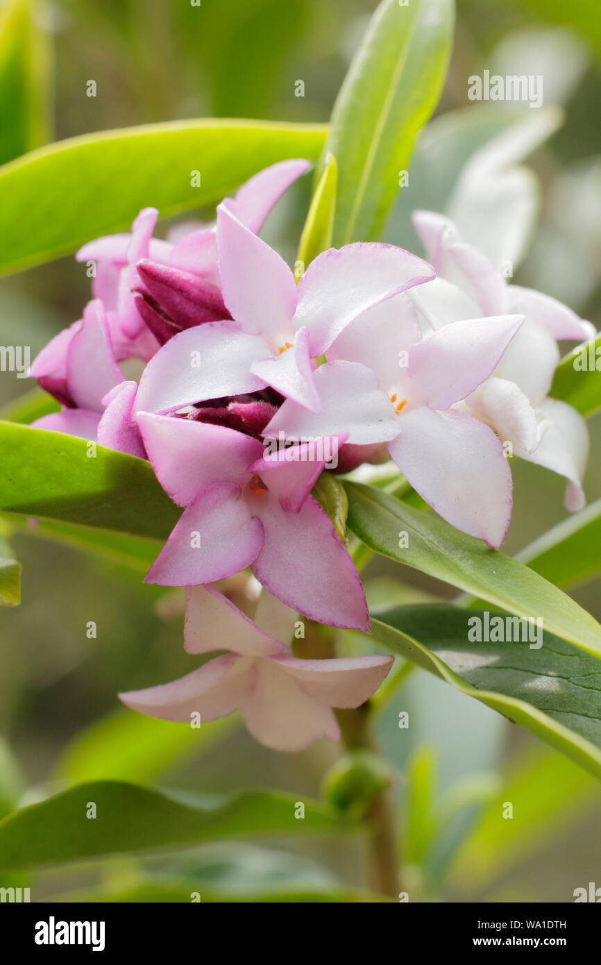 Daphne bholua 'Spring Beauty'. Fragrant blossoms of Nepalese paper plant flowering in April. UK Stock Photo