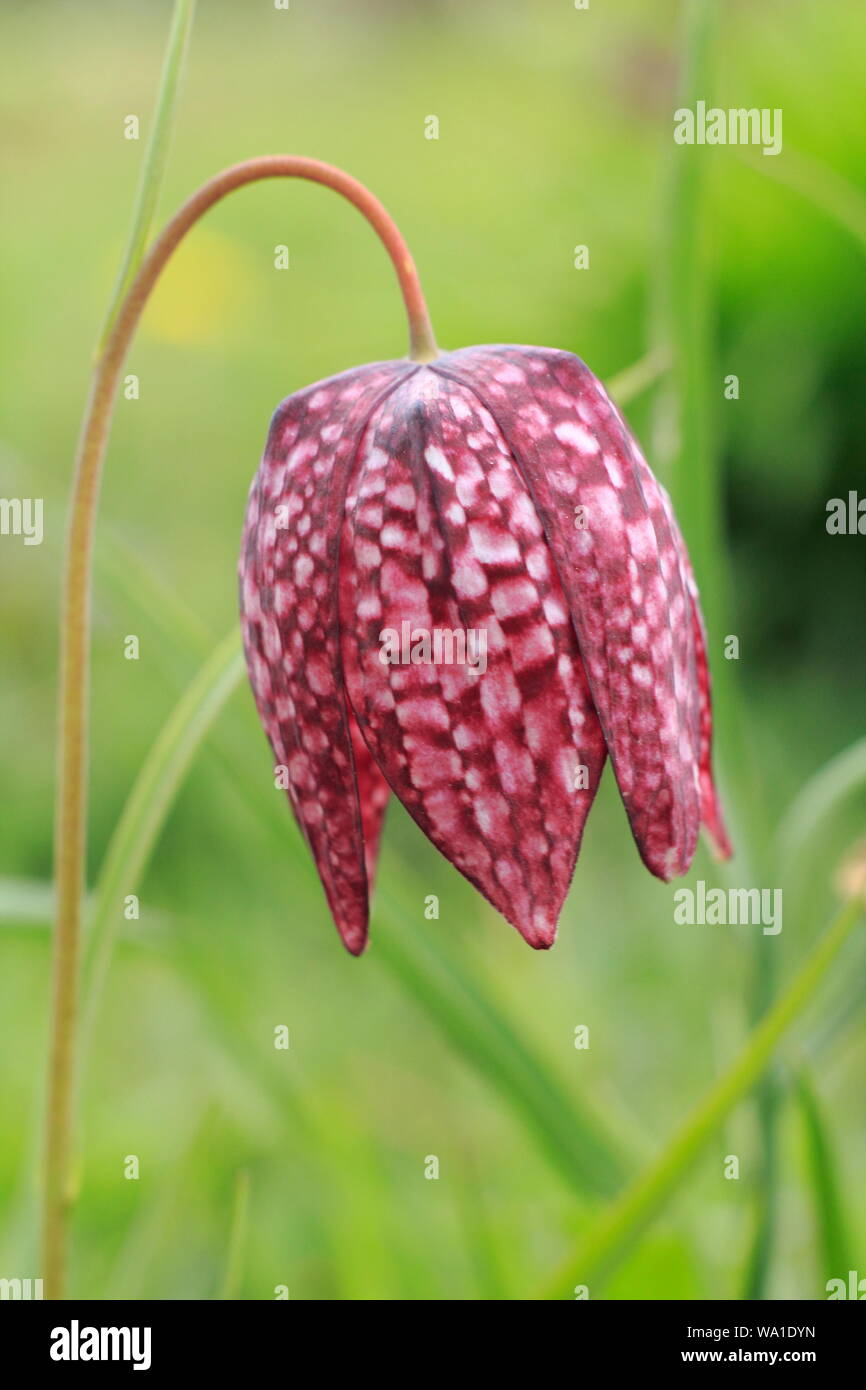 Fritillaria meleagris. Blossom of Snake's head fritillary in a spring meadow. AGM Stock Photo
