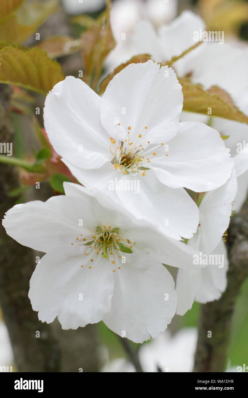 Prunus matsumae-usu-beni-kokonoe. Japanese cherry blossoms in mid spring - UK. Stock Photo