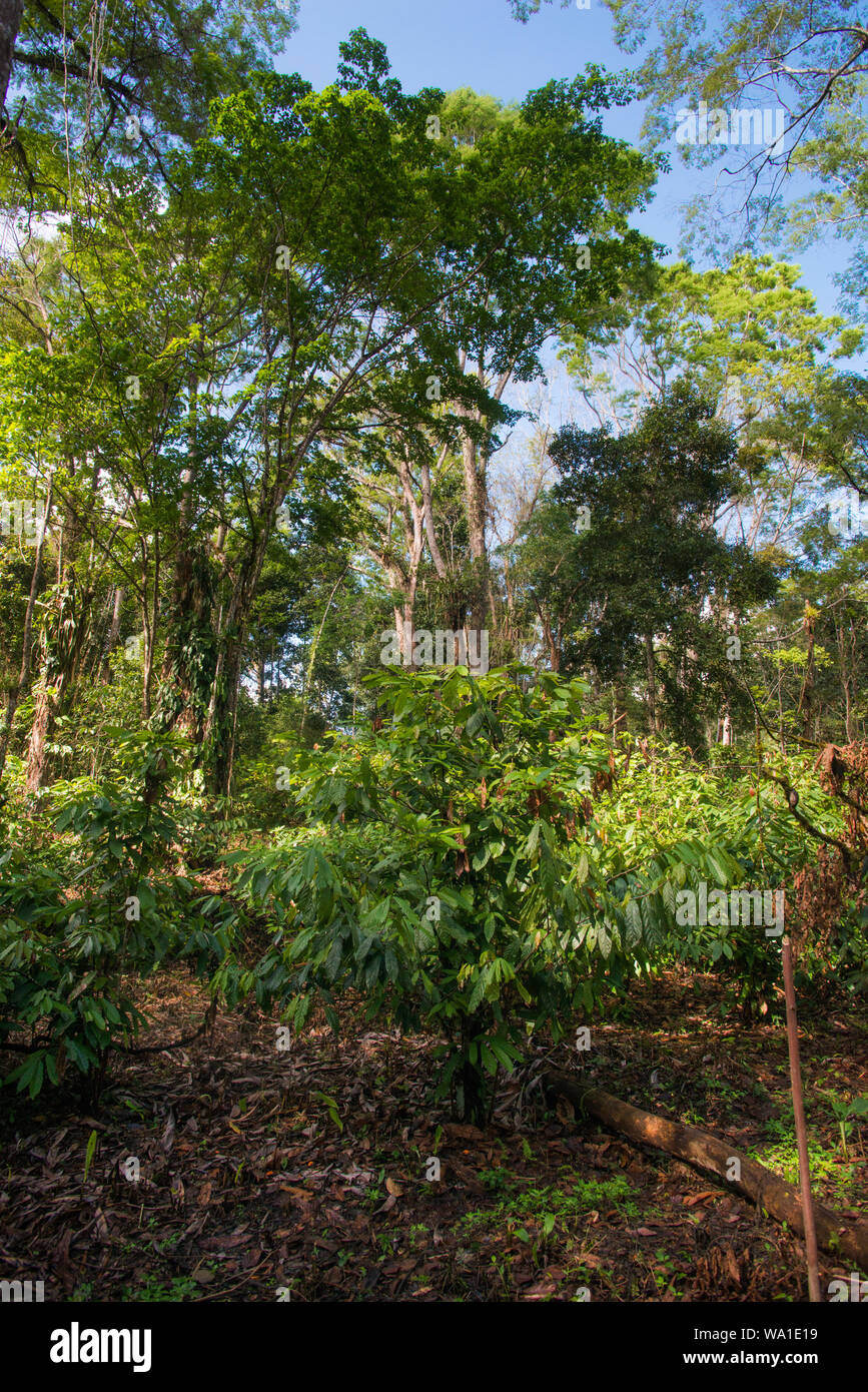Organic cacao trees growing in the Brazilian rain forest. Stock Photo