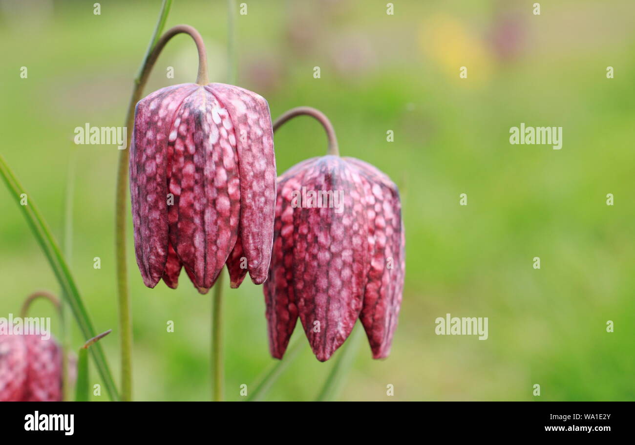 Fritillaria meleagris. Blossom of Snake's head fritillary in a spring meadow. AGM Stock Photo