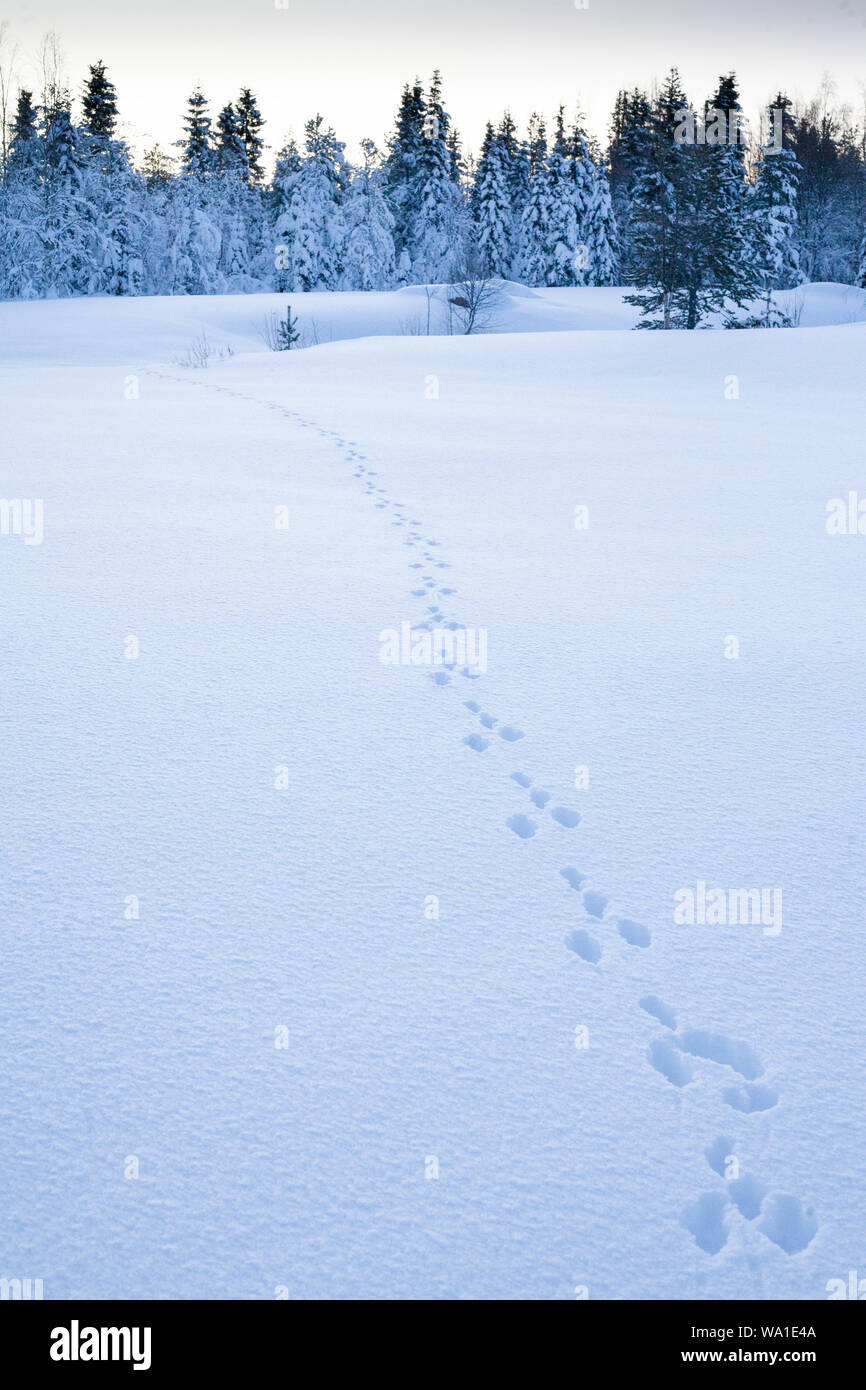 Snow Hare Footprints in the Snow leading to the forest Stock Photo Alamy