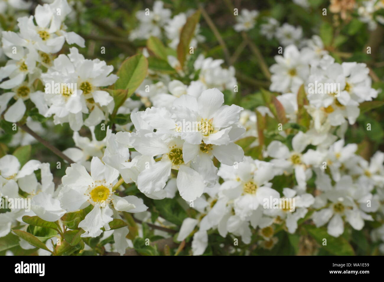 Exochorda giraldii var. wilsonii displaying characteristic papery white blooms in mid spring. UK Stock Photo