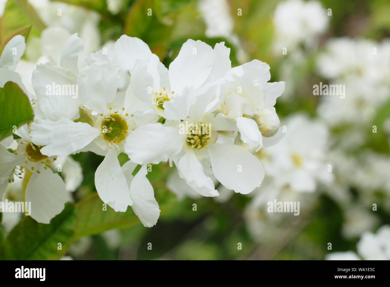 Exochorda giraldii var. wilsonii displaying characteristic papery white blooms in mid spring. UK Stock Photo