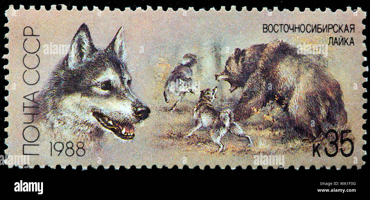 East Siberian Laika Hunting Dog Postage Stamp Russia Ussr 1988 Stock Photo Alamy
