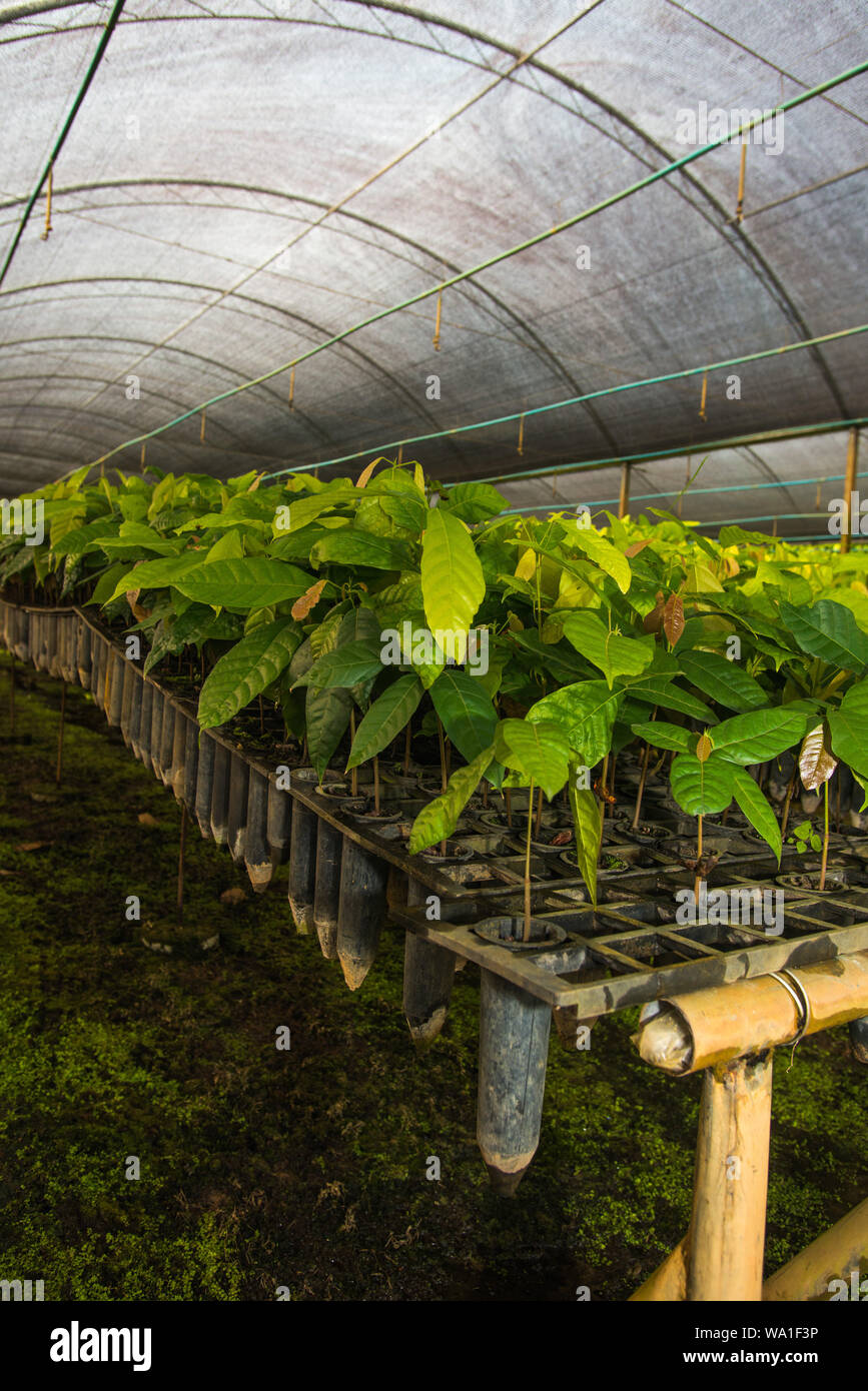 Cacao seedlings ready to be planted in an organic cacao farm in the state of Bahia, Brazil Stock Photo