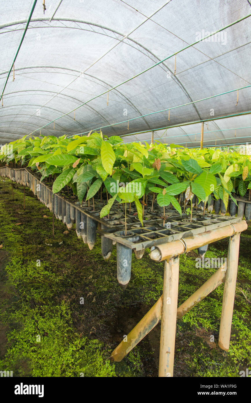 Organic and environmental friendly Cacao production in coexistence with  the Atlantic rain Forest in Brazil Stock Photo