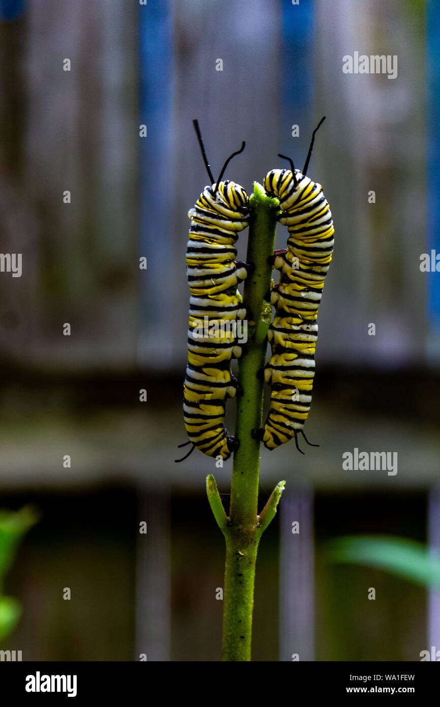 Monarch catepillers on tropical milkweed Stock Photo