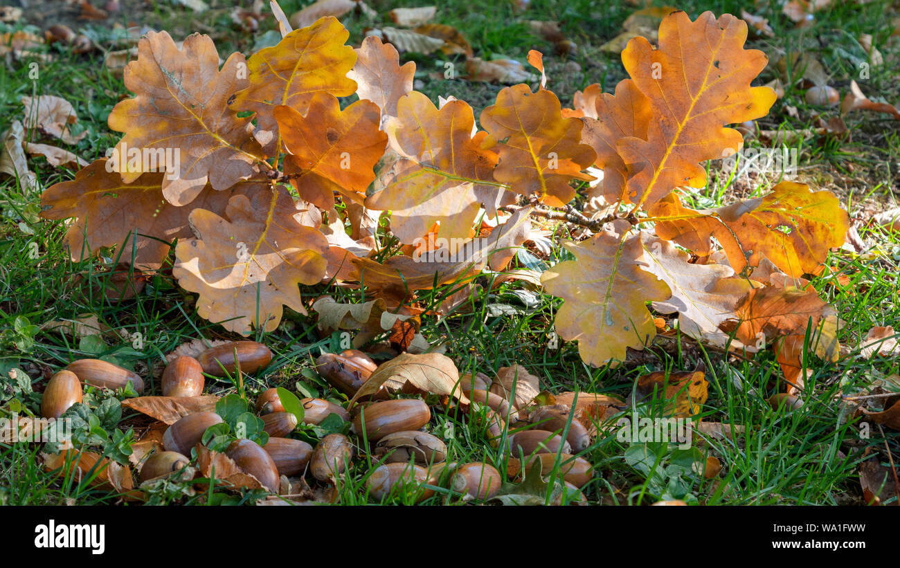 Acorn and oak leaves in autumn Stock Photo