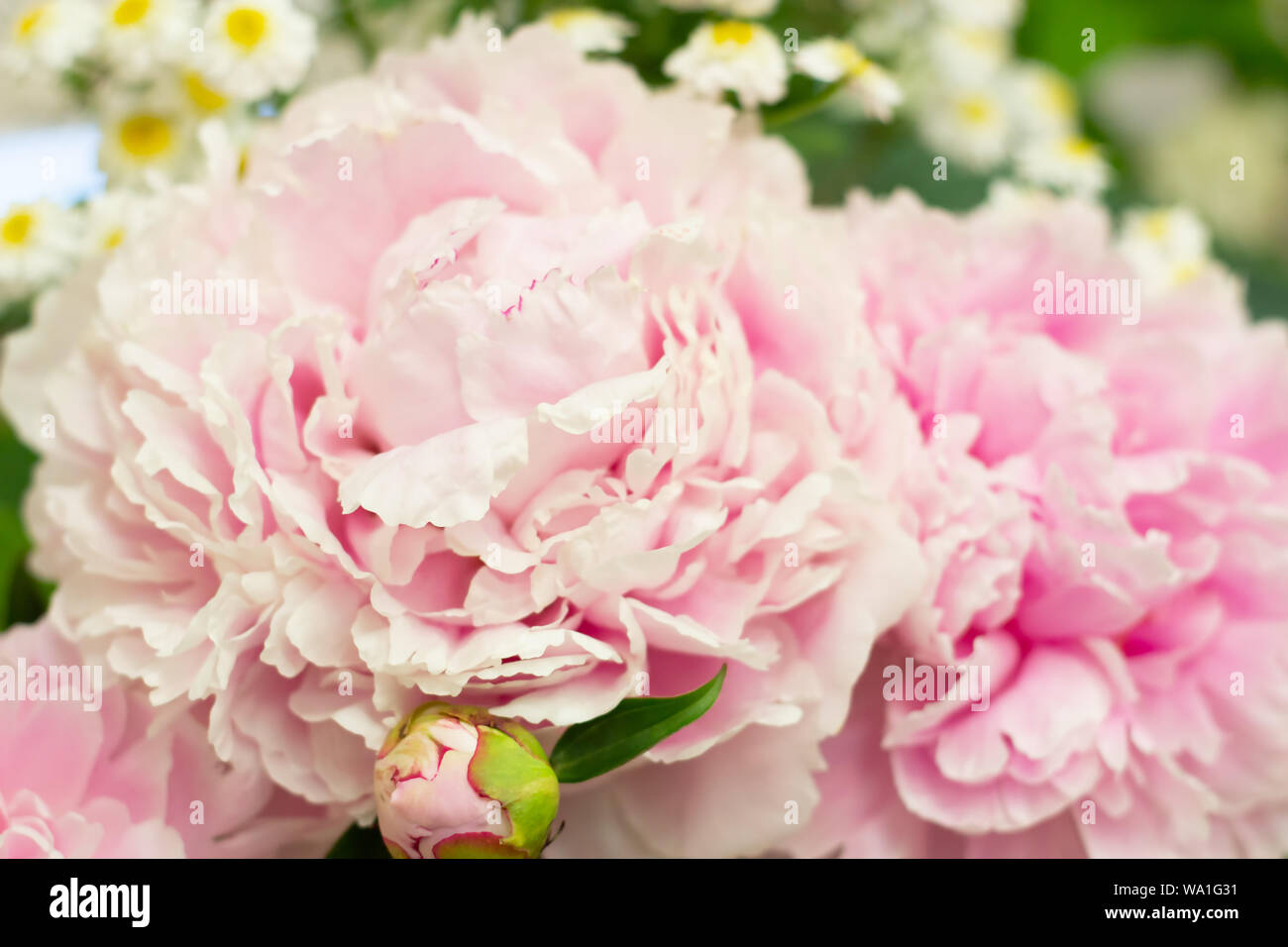 Closeup of beautiful pink Peonie flower on green background Stock Photo