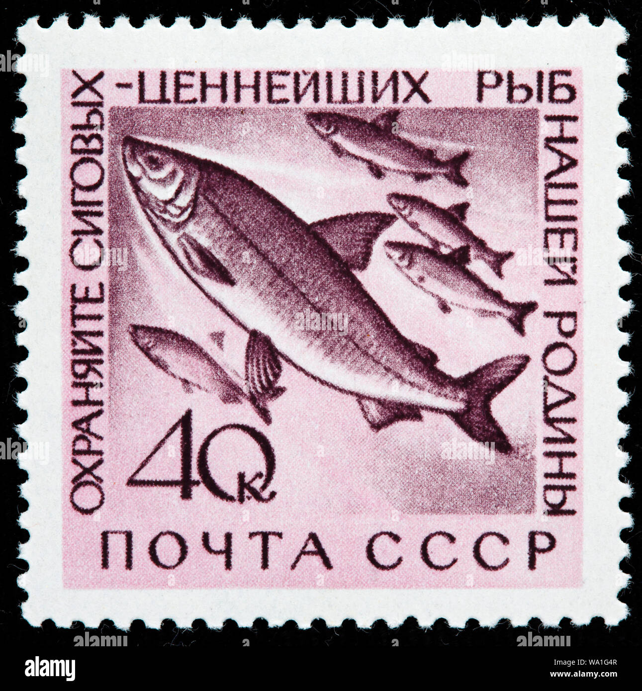 Lavaret, Coregonus lavaretus, freshwater whitefish, postage stamp, Russia, USSR, 1960 Stock Photo