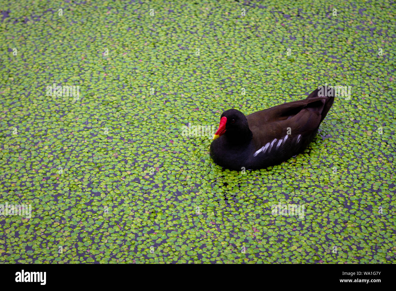 Moorhen swimming on a dense bed of duck weed Stock Photo