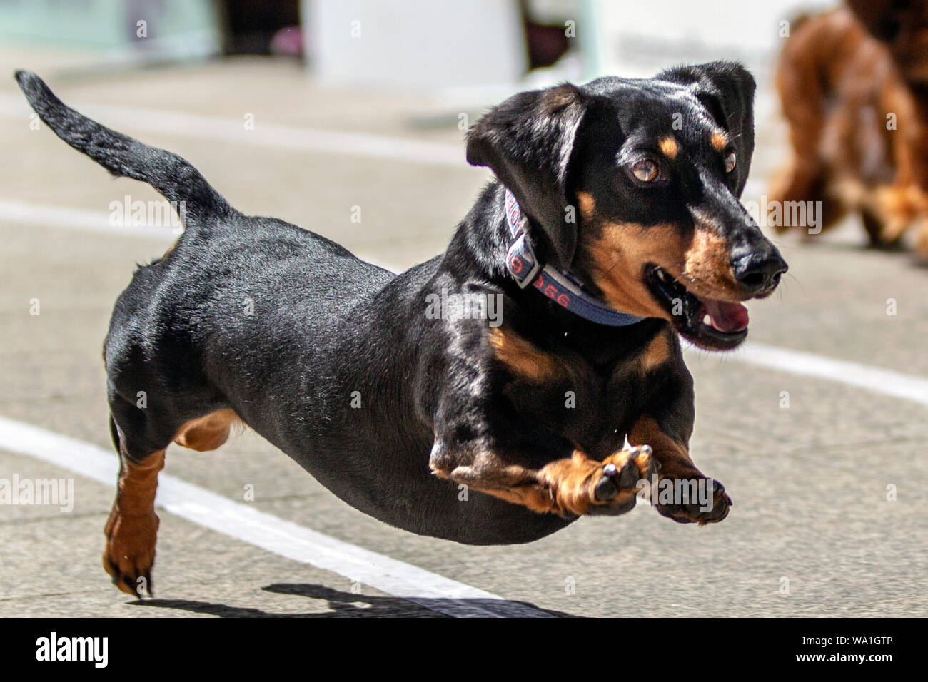 Annual dachshund races at Southbank Melbourne raise funds for Dachshund  Rescue Australia Stock Photo - Alamy