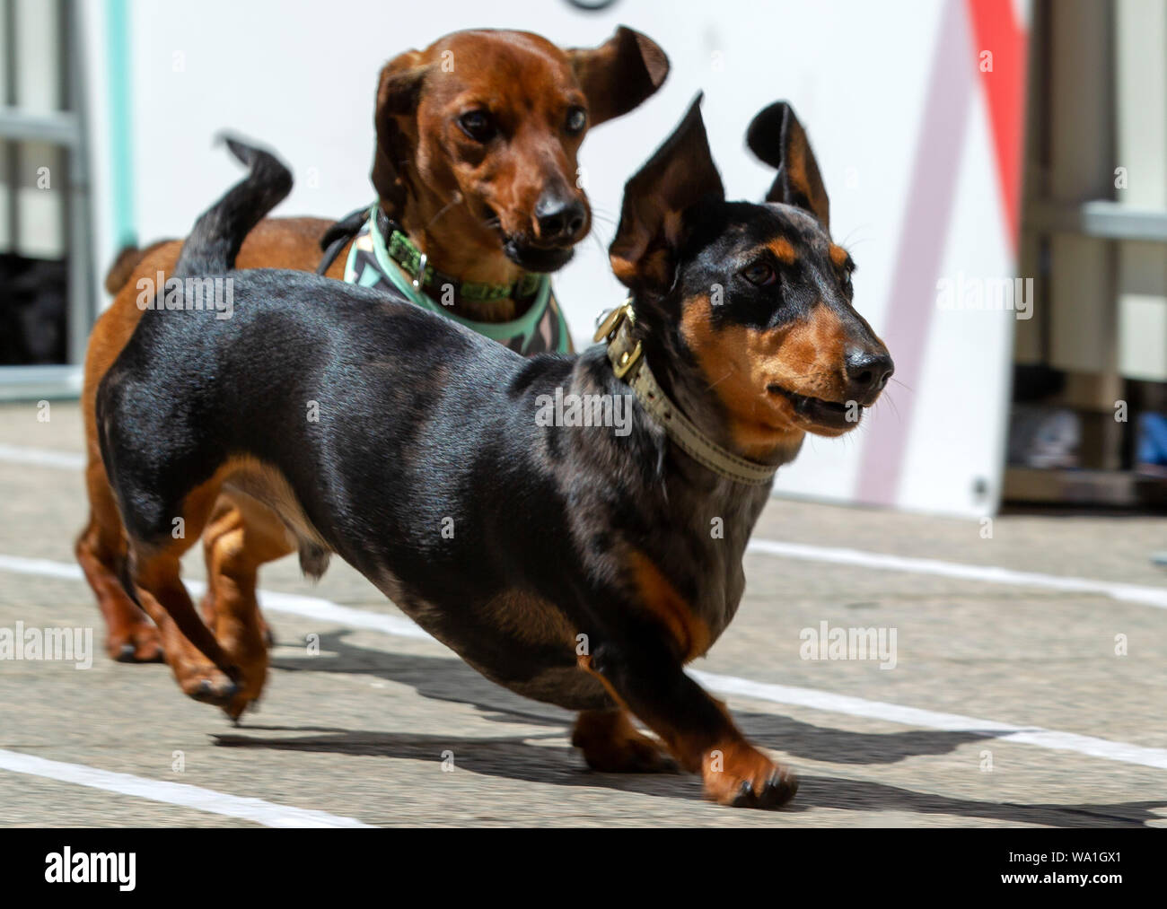 chariot races with dachshunds chariot races with dachshunds