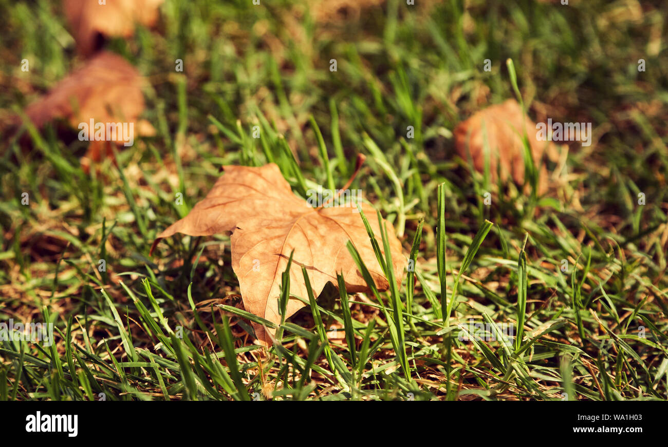 yellow fallen leaves on the grass. autumn nature background Stock Photo ...
