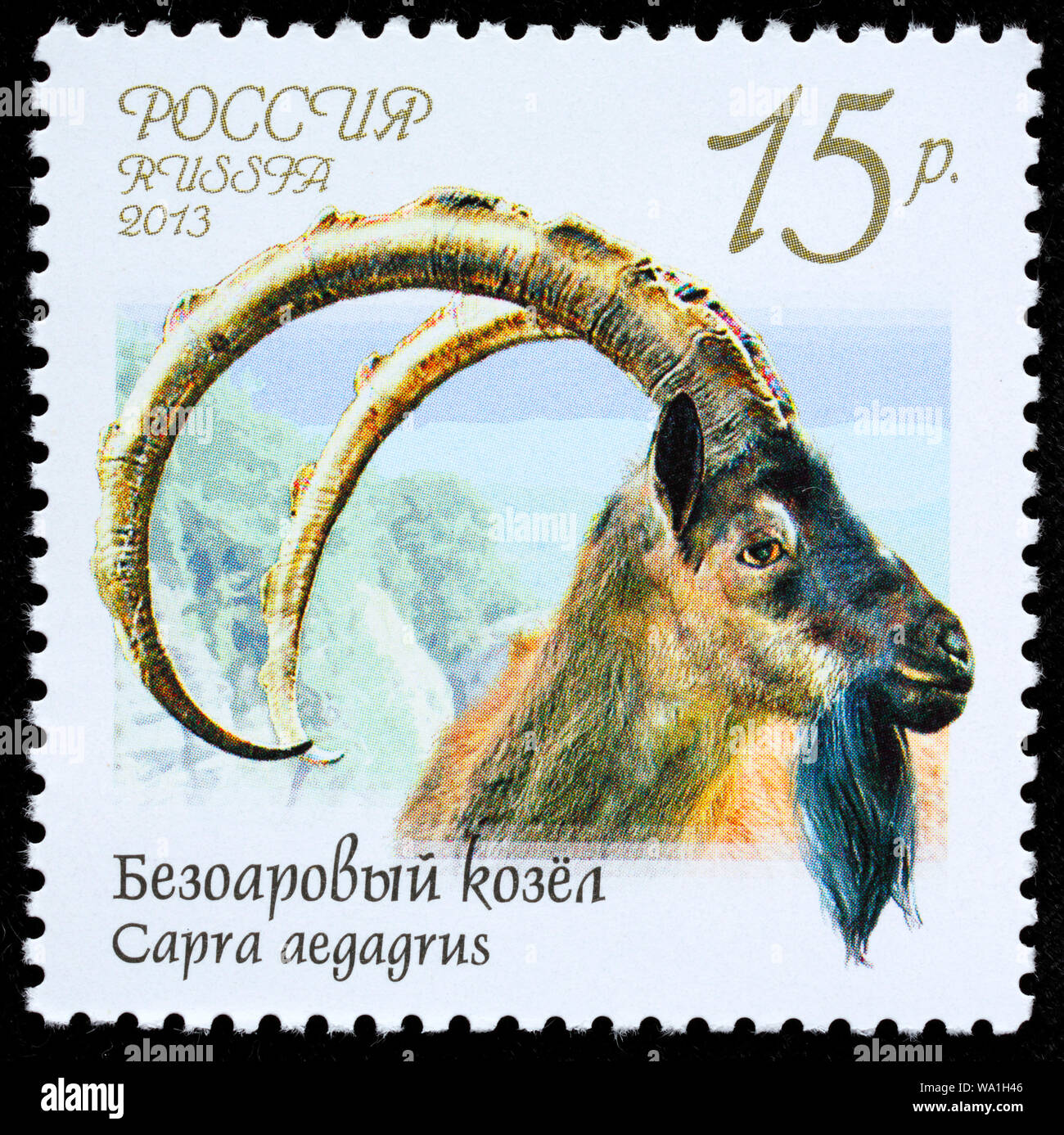 Capra aegagrus, Wild goat, Bezoar ibex, postage stamp, Russia, USSR, 2013 Stock Photo