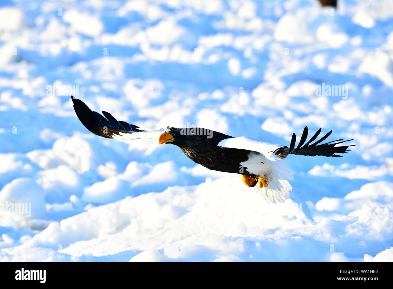 Steller's Stock Photo