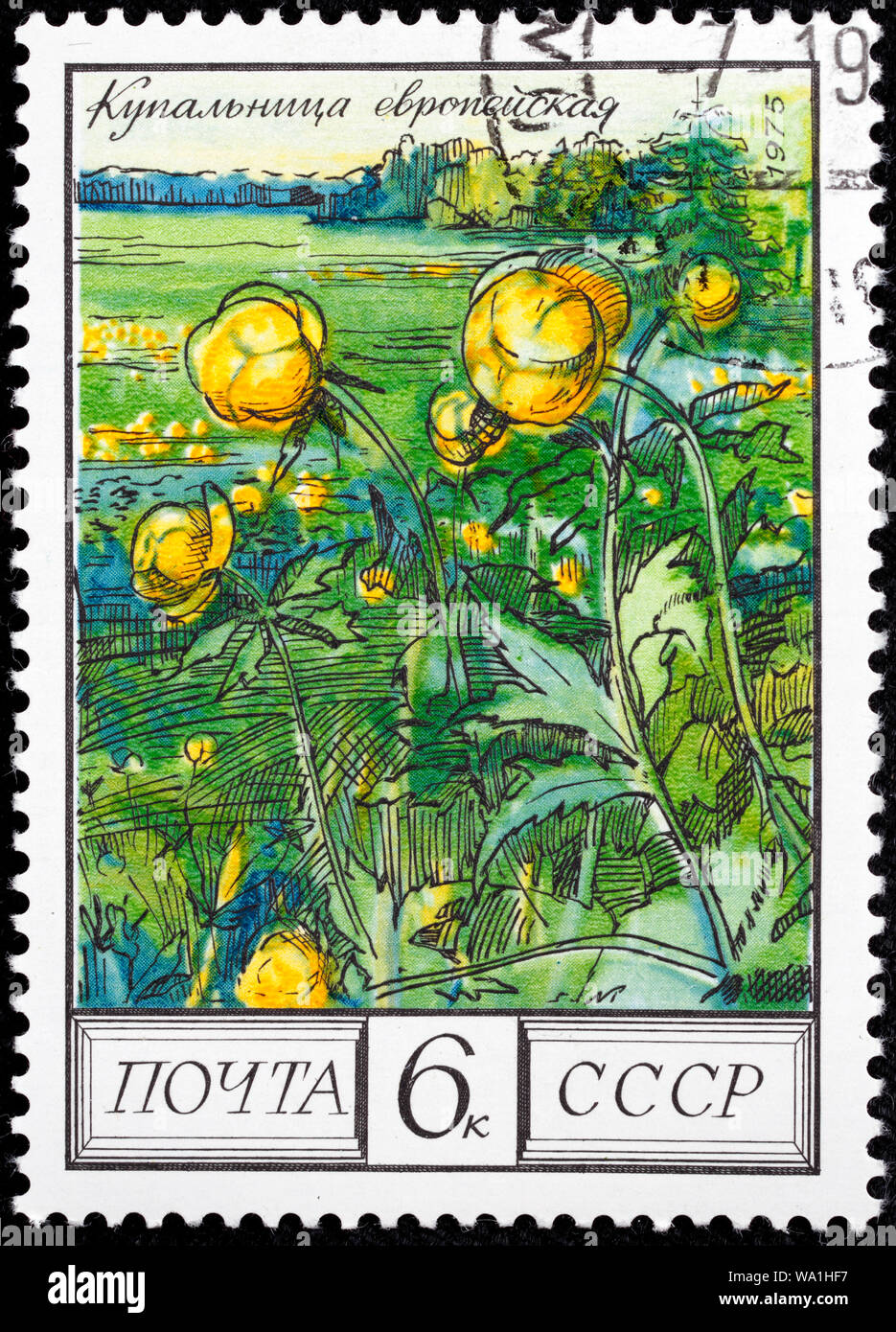 Trollius europaeus, globeflower, Caucasus flower, postage stamp, Russia, USSR, 1975 Stock Photo