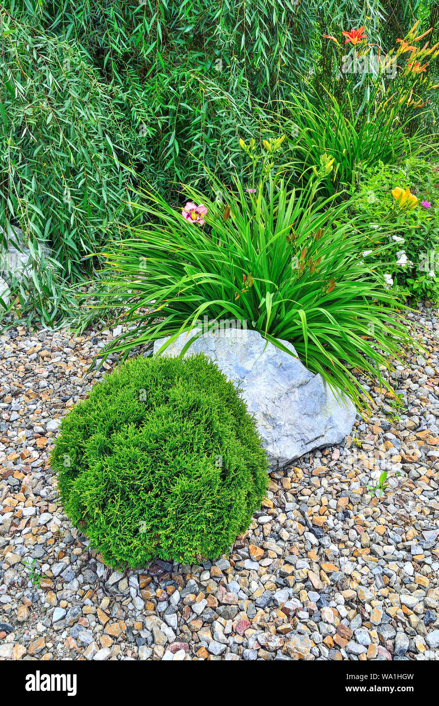 Dwarf thuja - spherical shaped coniferous evergreen plant in alpine garden near blossoming daylily and spirea flowers. Beautiful decorative plant for Stock Photo