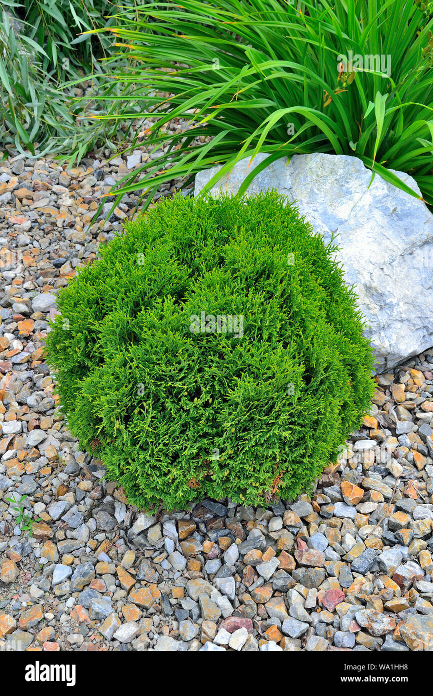 Dwarf thuja - spherical shaped coniferous evergreen plant in alpine garden near daylily flowers. Beautiful decorative plant for landscape design of pa Stock Photo