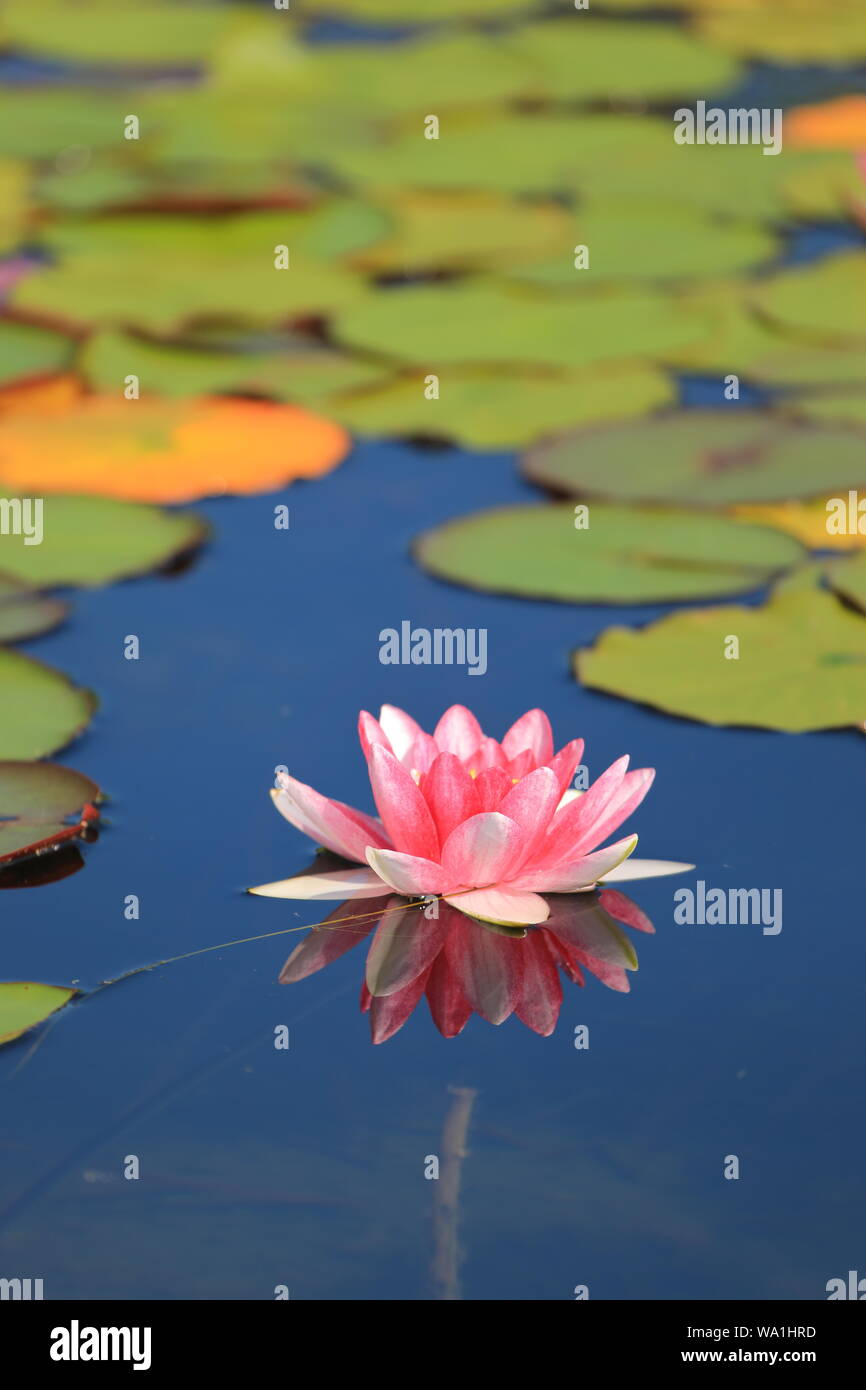 Pink water lily with green lily pads Stock Photo