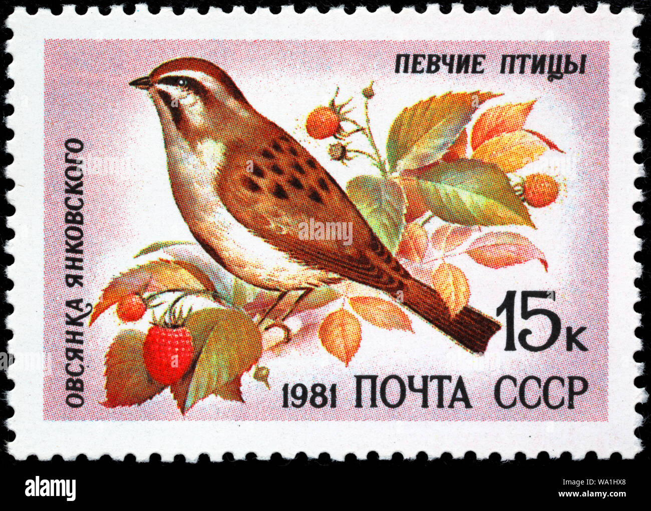 Rufous-backed Bunting, Emberiza jankowskii, Song bird, postage stamp, Russia, USSR, 1981 Stock Photo