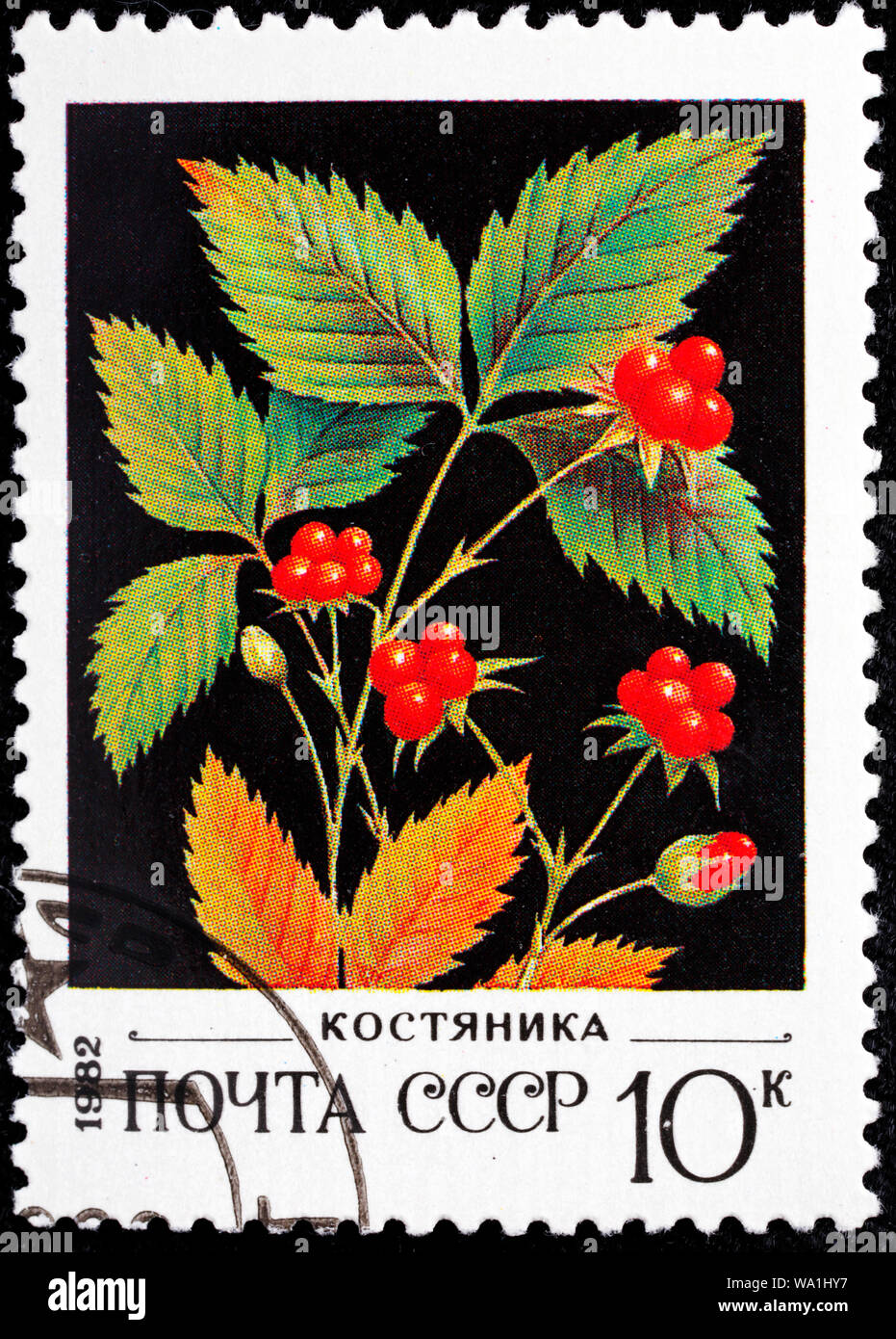 Stone Bramble, Rubus saxatilis, postage stamp, Russia, USSR, 1982 Stock Photo